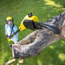 How Our Tree Care Process Works  in  Powell, AL