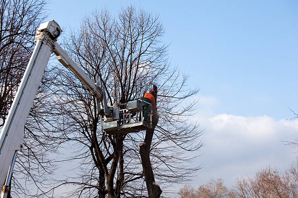 Professional Tree Care in Powell, AL